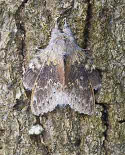 Lobster Moth